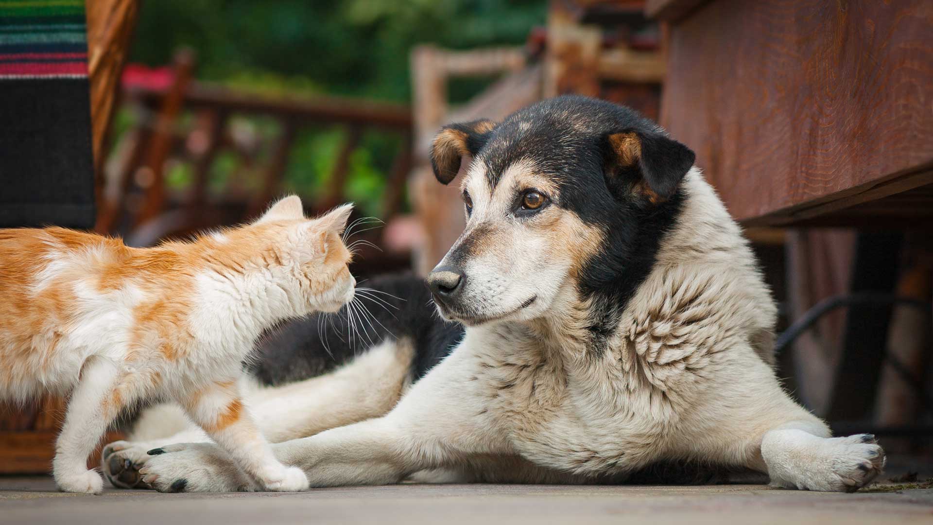 A spotted orange cat and large brown dog outside on a deck