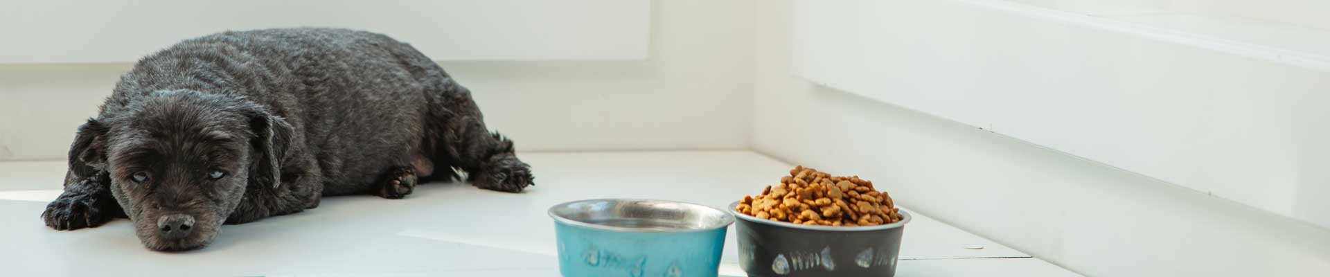 An older black dog laying next to its food and water bowls