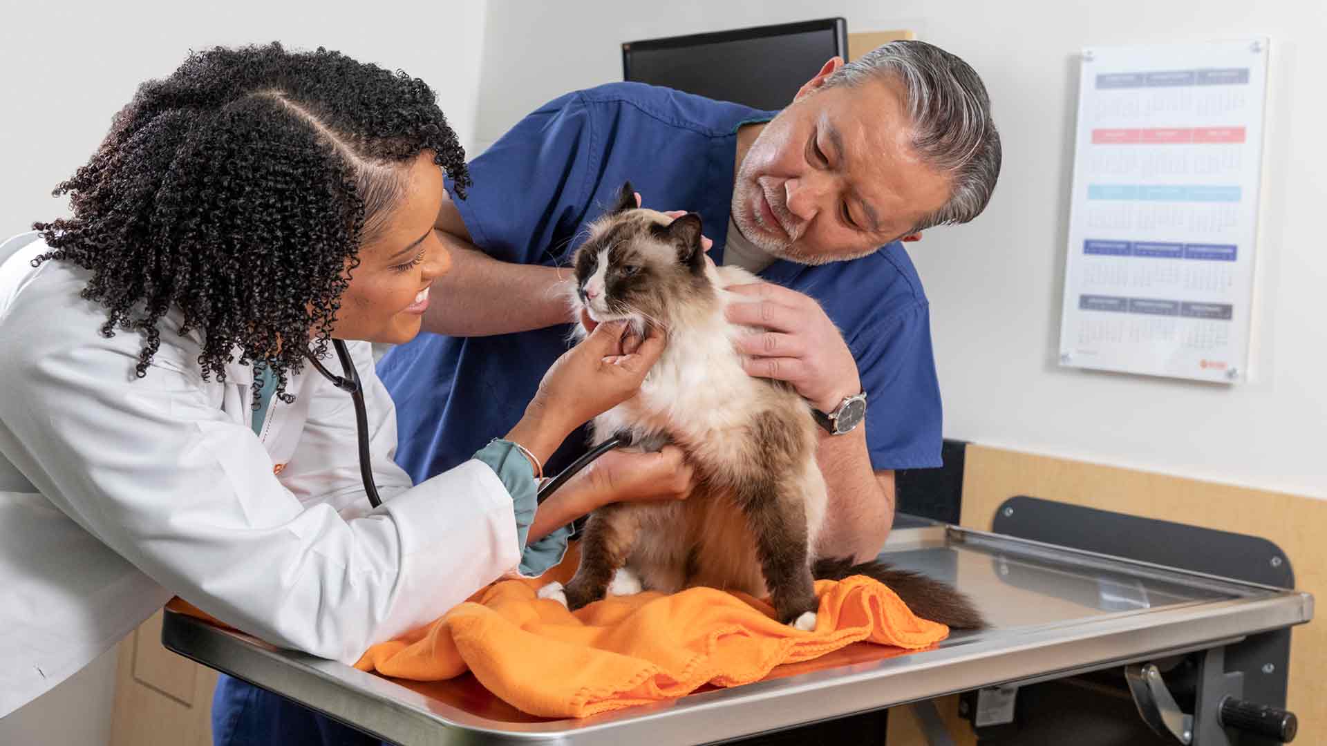 Veterinarian Taneeka Bautista examines a cat with the help of a vet assistant