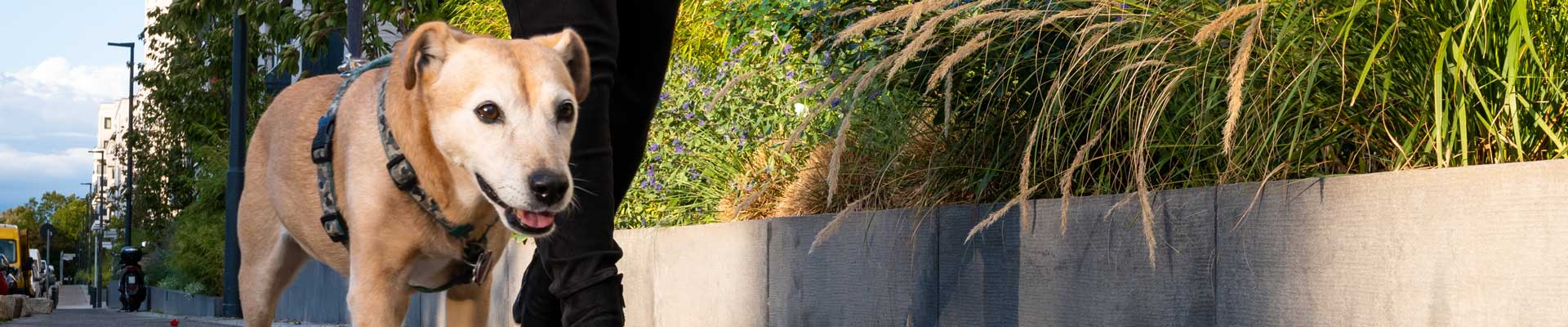 A senior dog goes for a walk with its owner on a city street