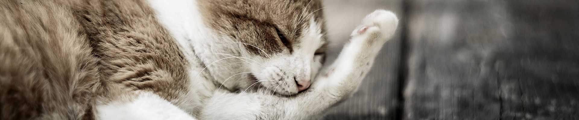 A brown and white cat cleaning itself outside on a deck
