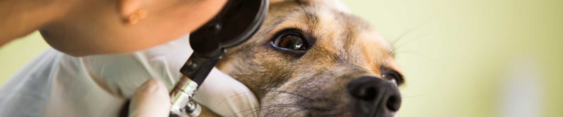 A dog has its eyes examined by a veterinarian