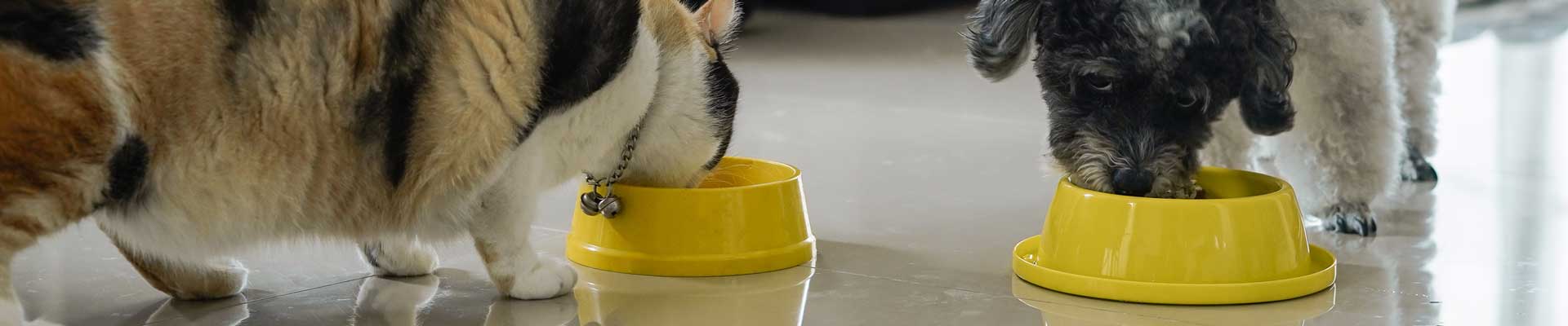 A spotted cat and small dog eating out of their respective bowls next to each other