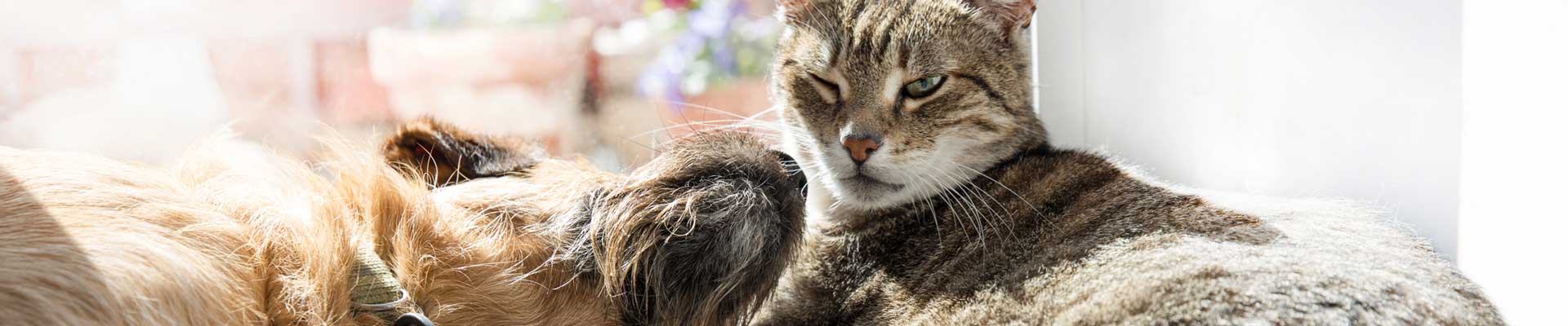 A brown dog and Tabby cat relaxing on the floor in the sun
