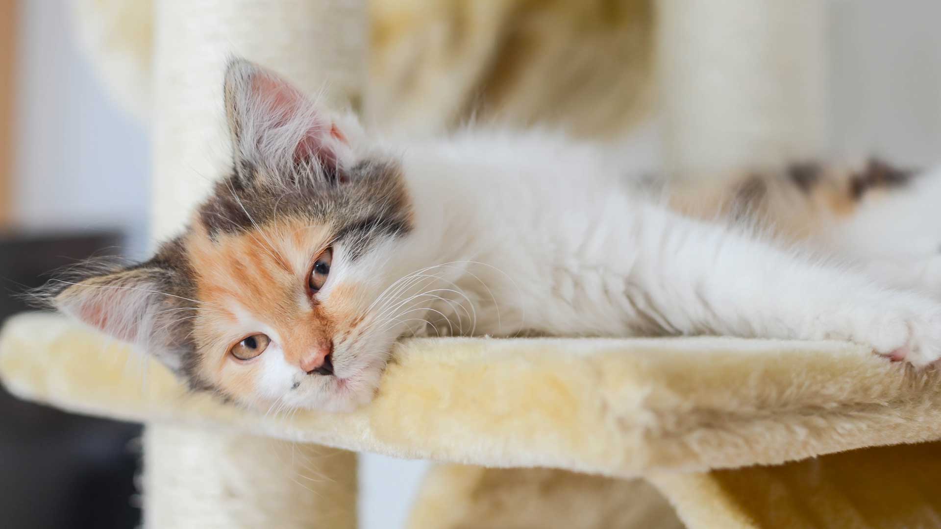 A woman walks her pet dog outside Banfield Pet Hospital.