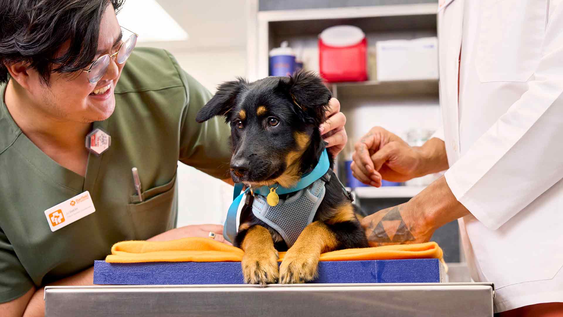 A veterinarian and vet tech comforting a puppy in the exam room