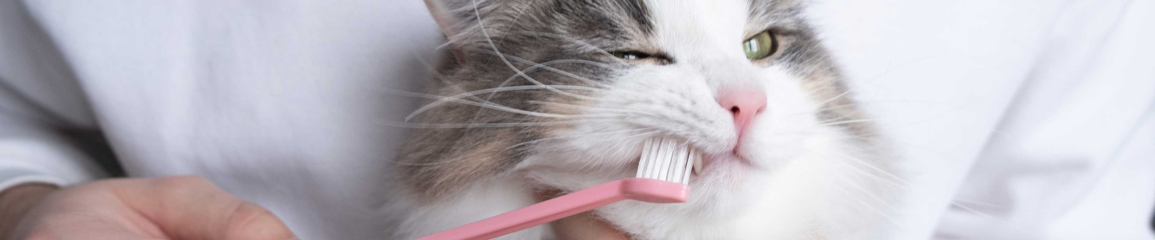 A gray and white haired cat getting its teeth brushed with a pink toothbrush