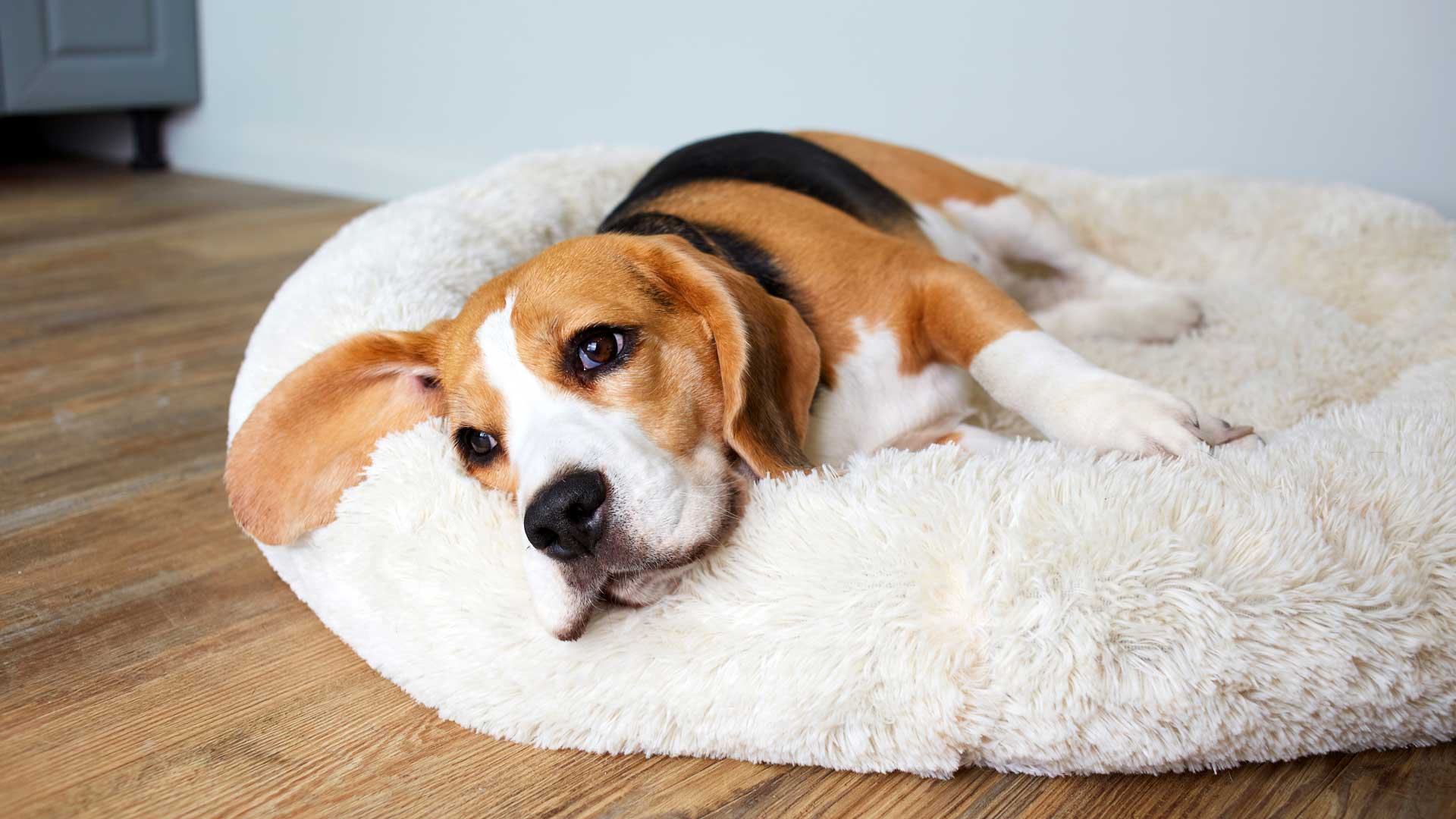 A woman walks her pet dog outside Banfield Pet Hospital.