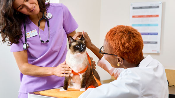 Two Banfield veterinary professionals examine a brown, black, and white cat