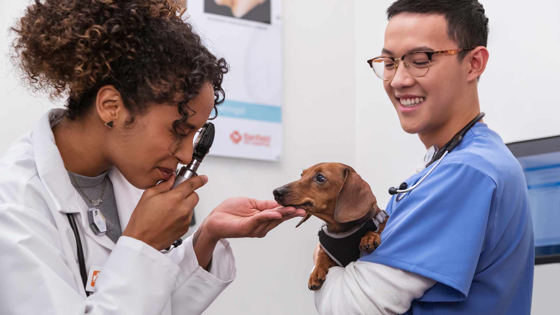 Two Banfield veterinary professionals examine a small dachshund
