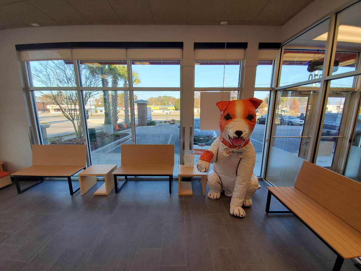 A giant dog prop in the waiting area of the East N Myrtle Beach Banfield hospital
