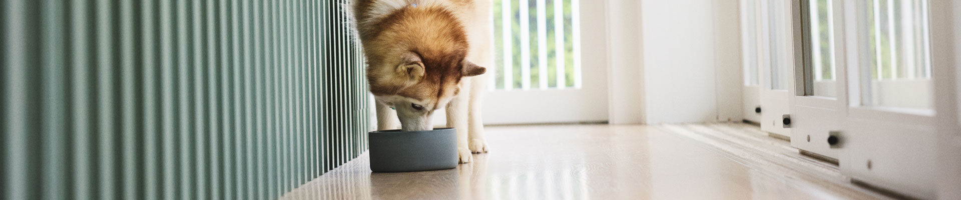 A husky eating out of a bowl