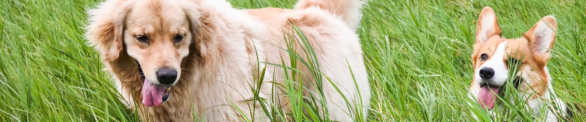 A golden retriever and a corgi stand in some tall grass
