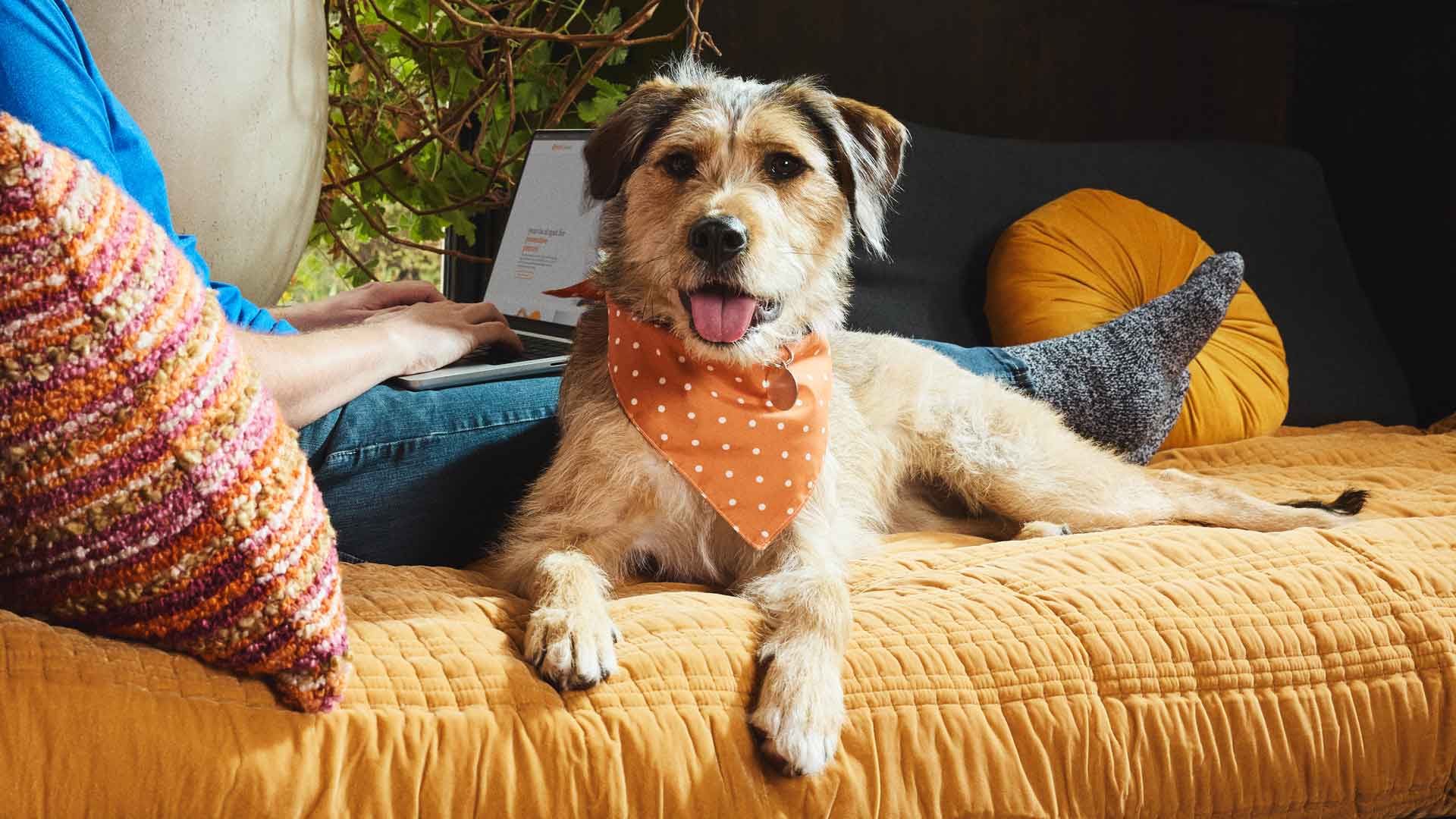 A cute dog lounges on a yellow cushion