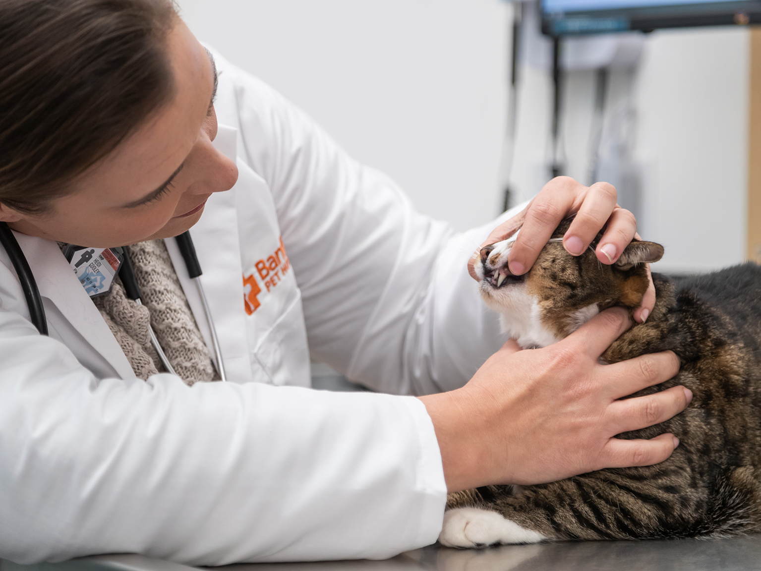 Heidi Cooley, DVM, examining a brown and white tabby cat's teeth