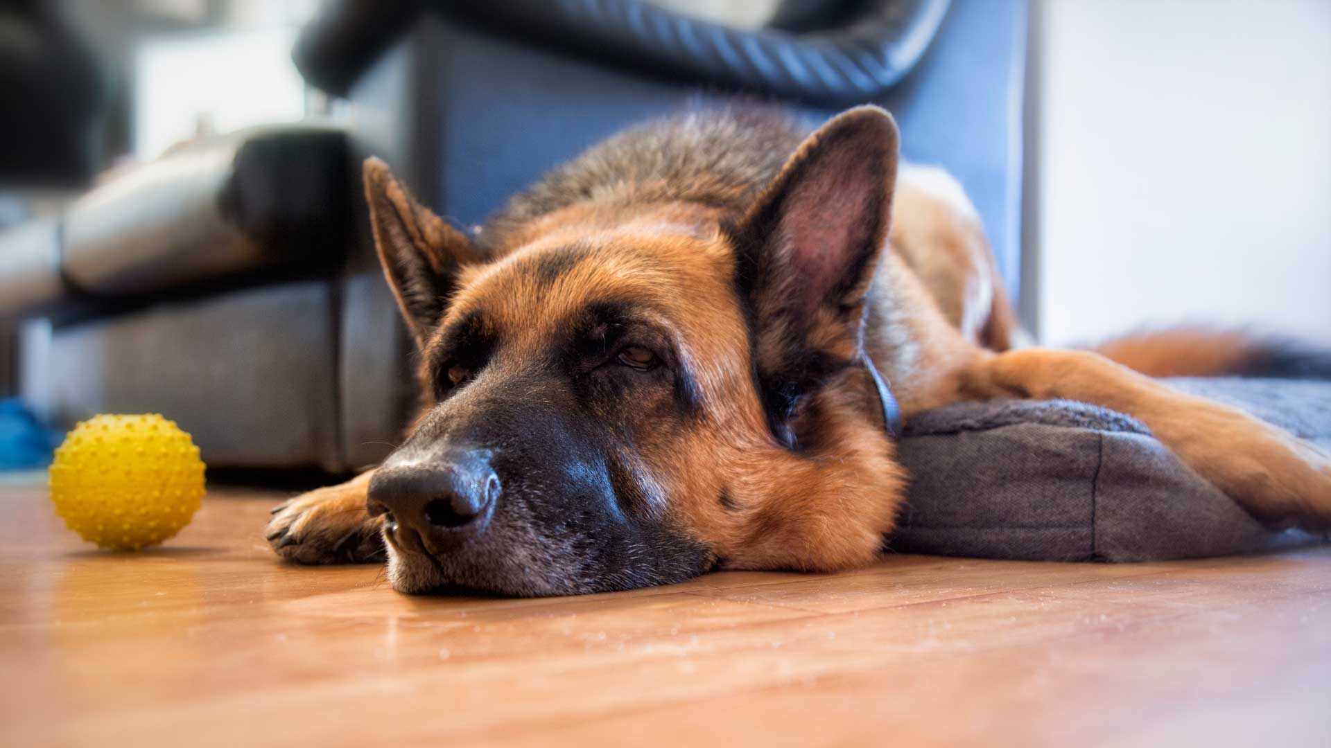 A German Shepherd resting on the floor next to a yellow ball