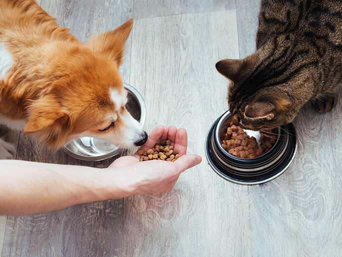A tabby cat eats out of a food bowl and a corgi eats food out of their owner's hand