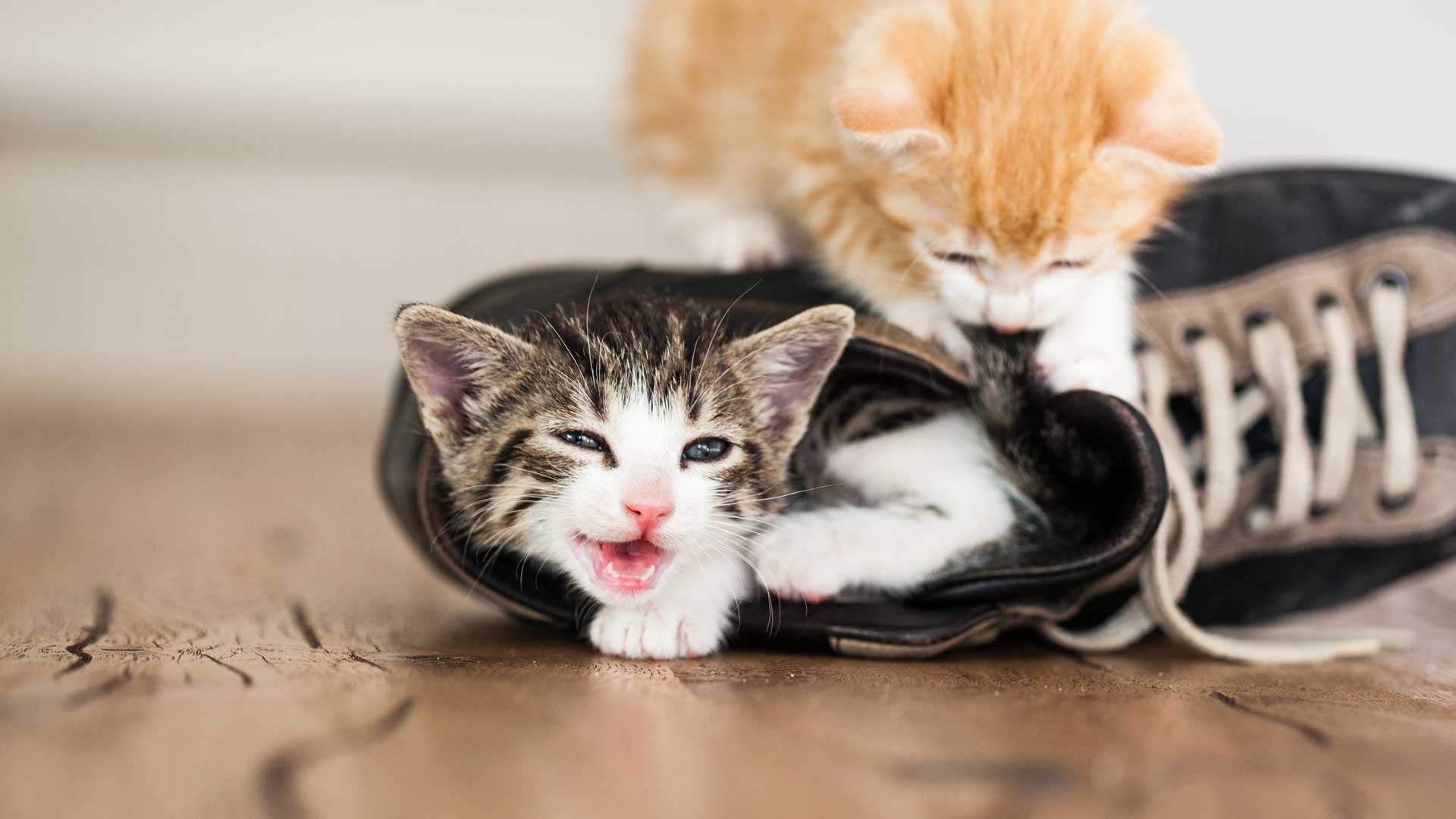 Two kittens play with a shoe on the floor