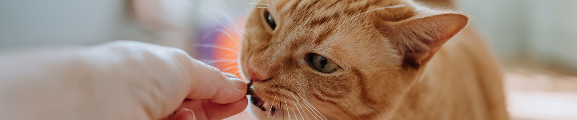 A short-haired orange cat is fed a treat