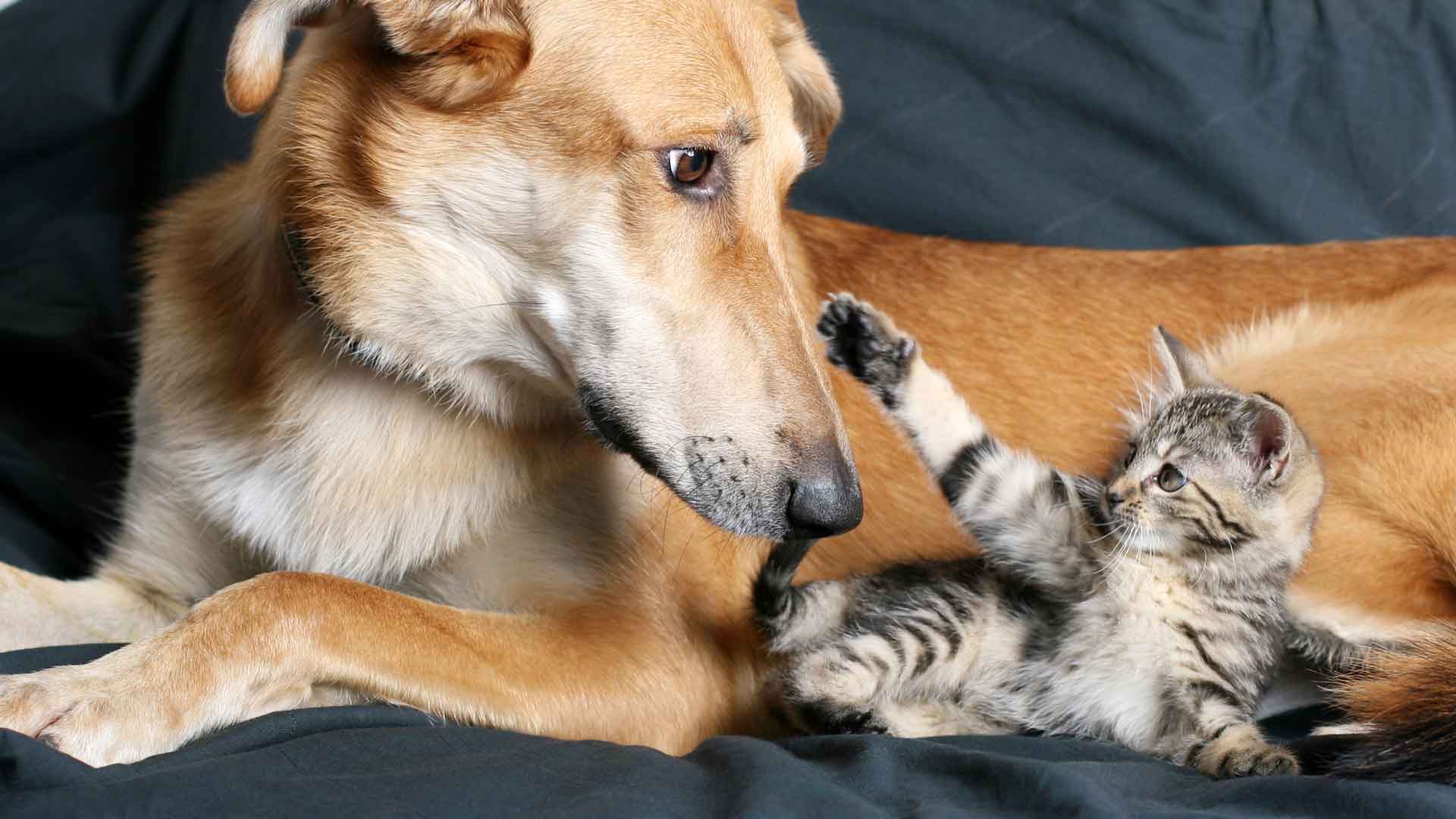 A dog and kitten playing together on the sofa