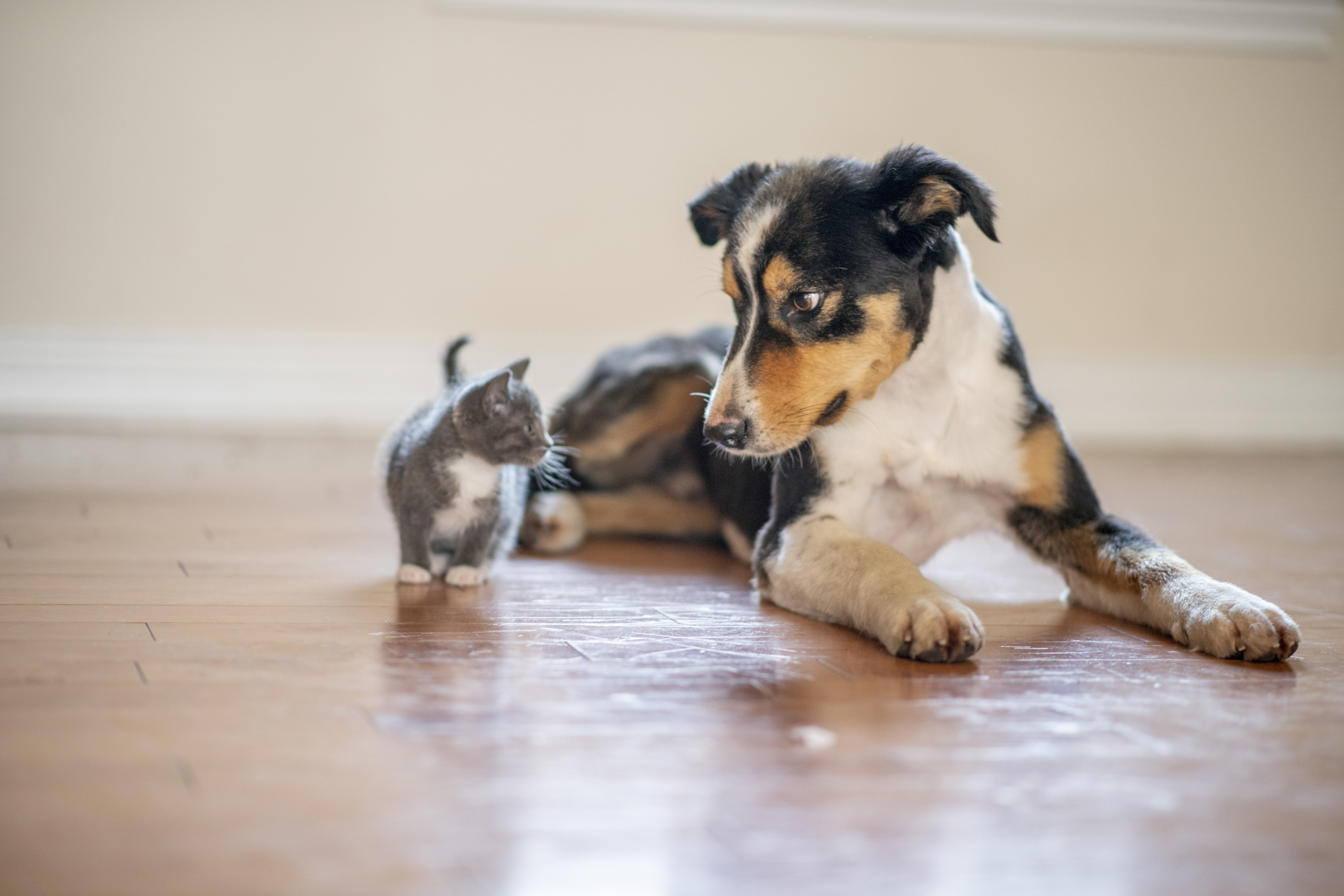 A dog and kitten together on the floor.