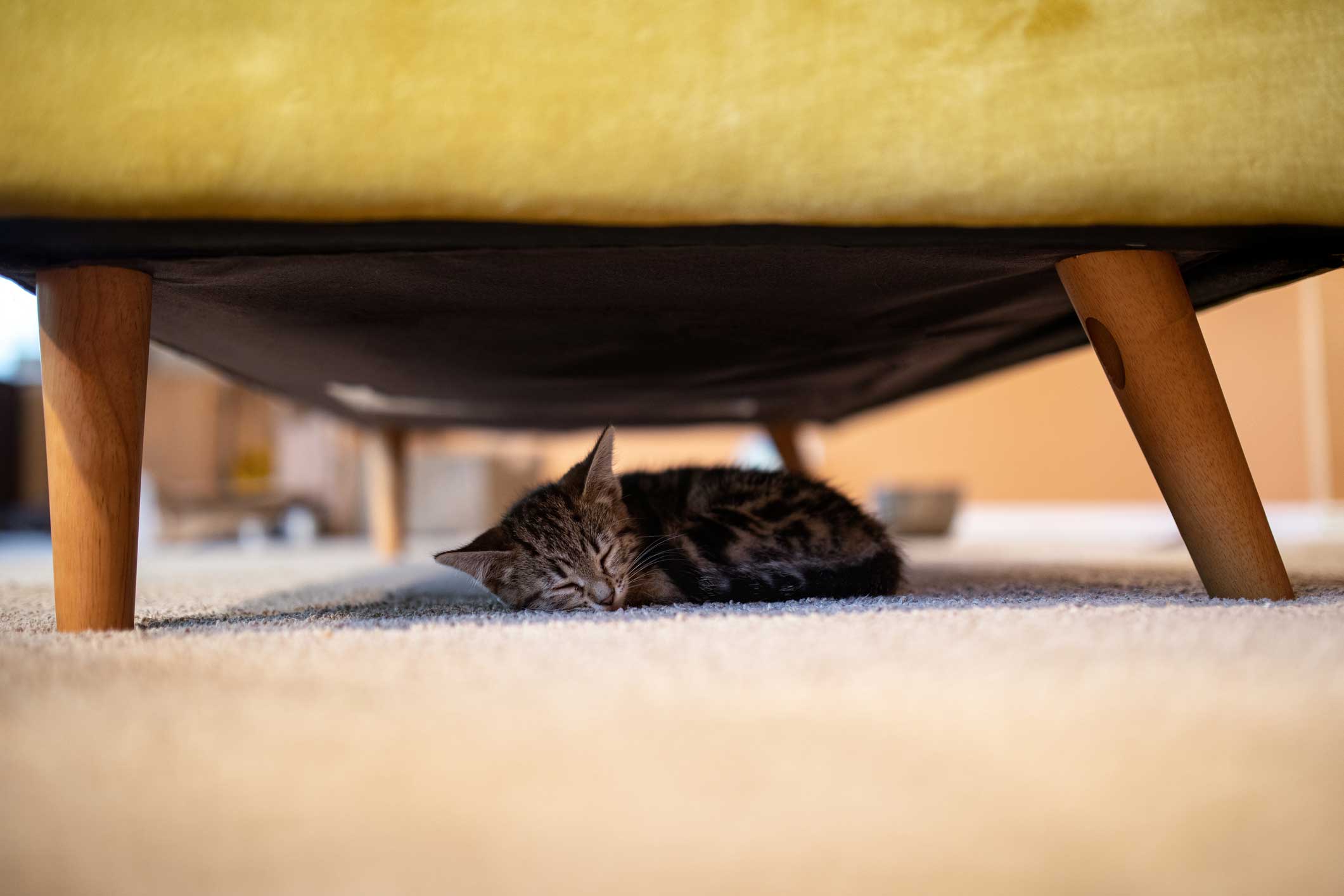 A tiny tabby kitten sleeps under a sofa