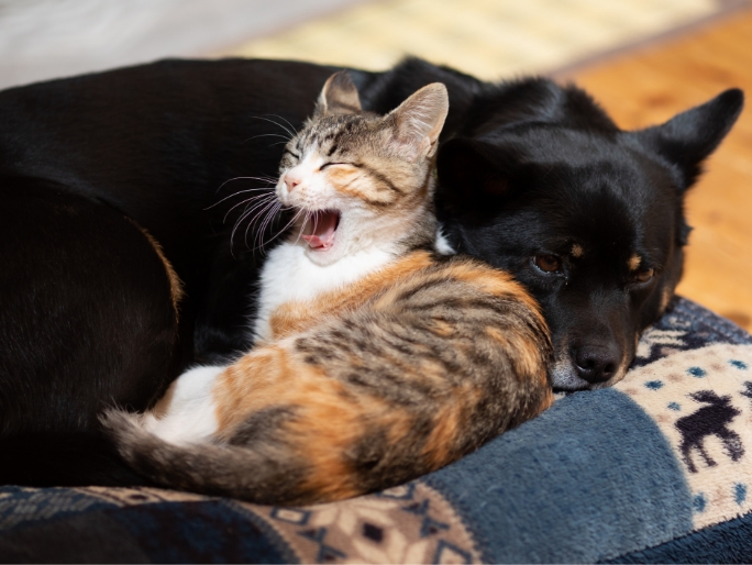 A yawning Tortoise shell kitten snuggles with a black Shiba Inu on a couch