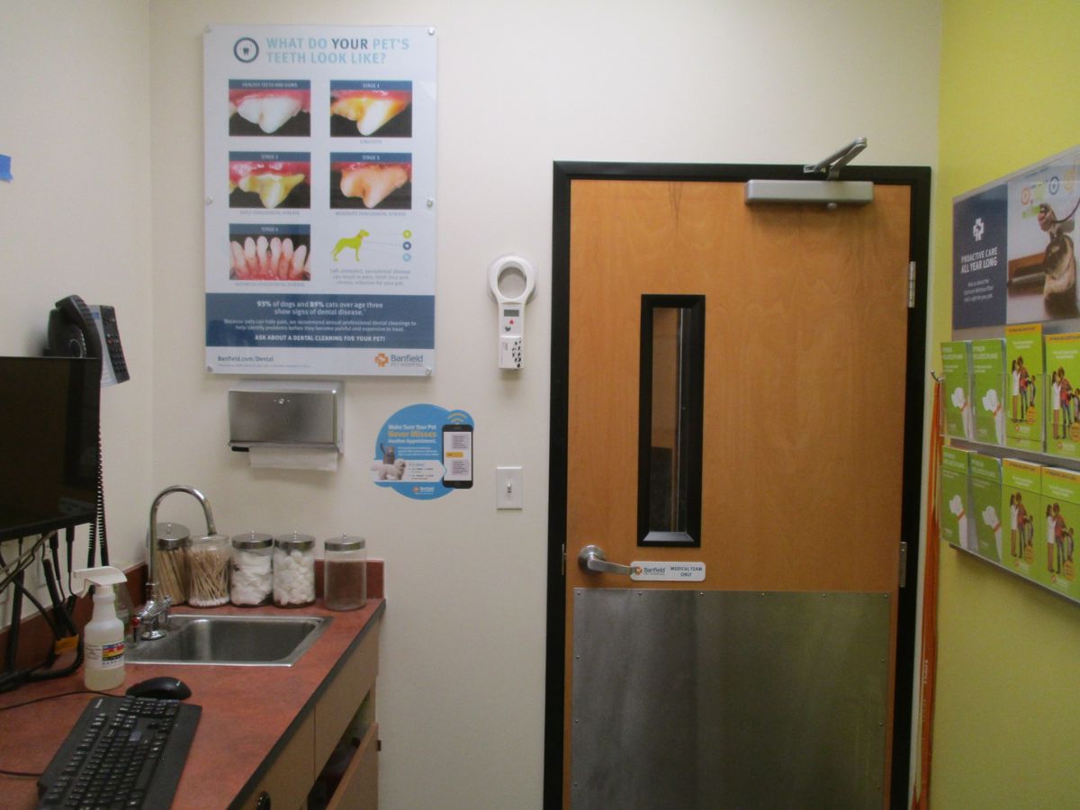 The exam room view of the Flowood Banfield hospital