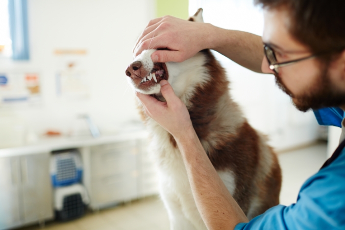 A vet does a dental exam on a dog.