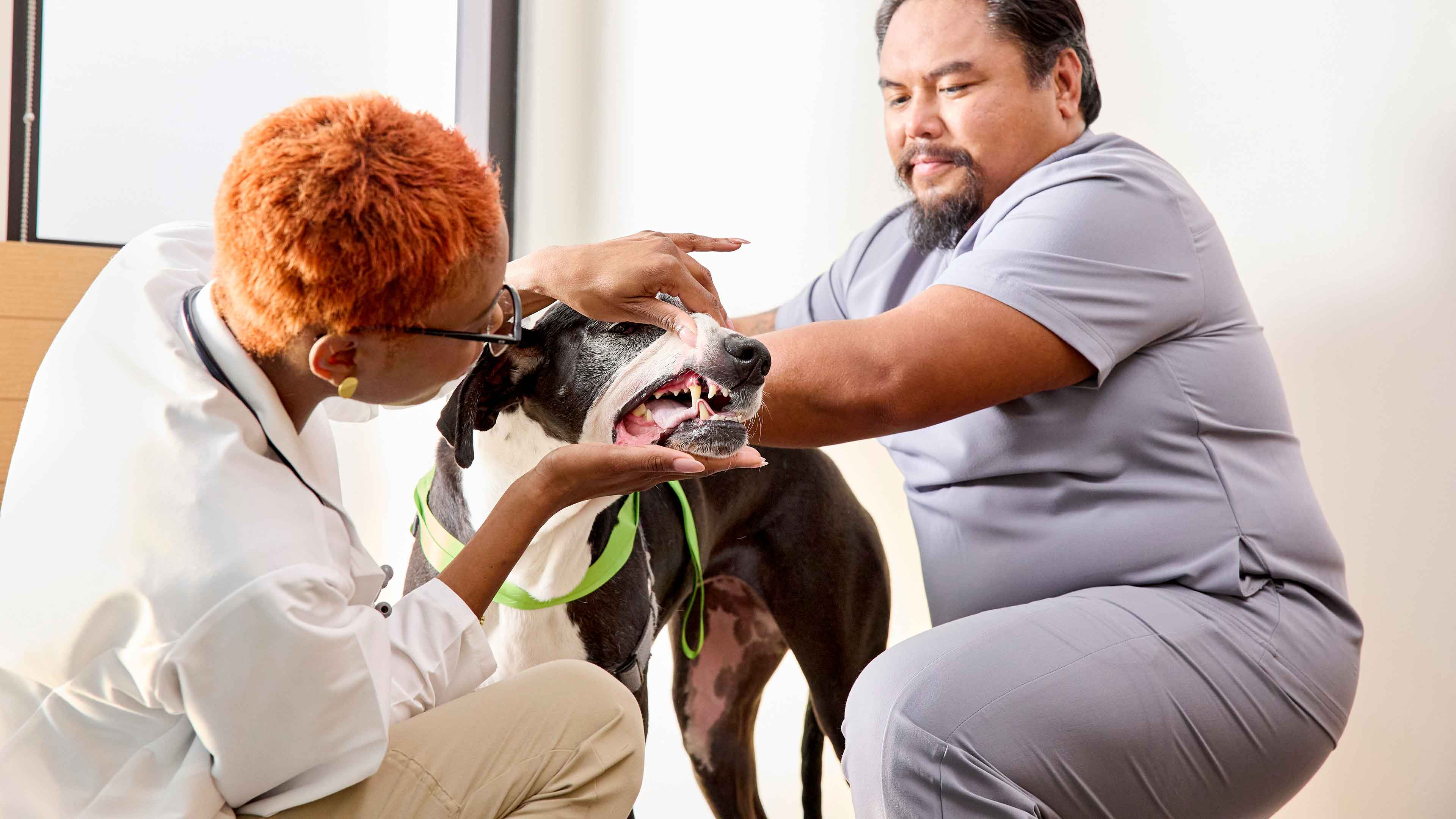 Veterinarian and vet tech checking senior dog's teeth