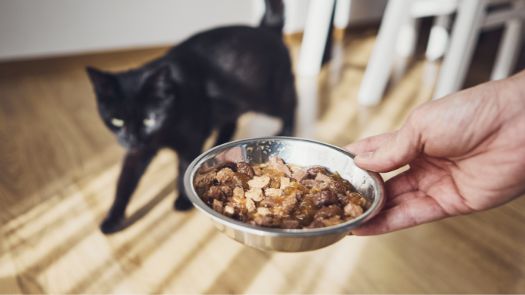 owner giving food to her cat