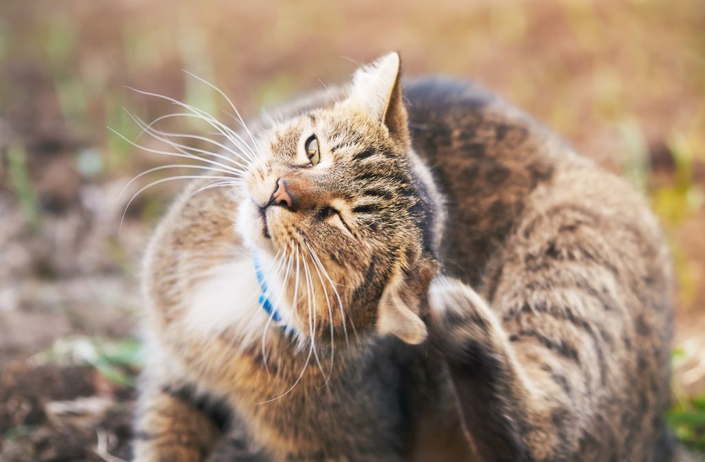 cat playing