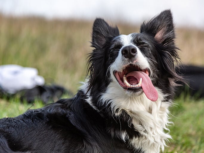 A Border Collie with its tongue hanging out