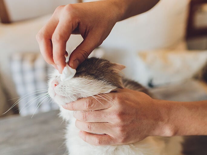 owner cleaning his dog