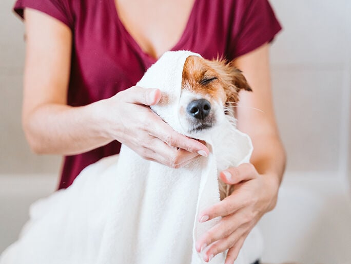 women cleaning her dog 
