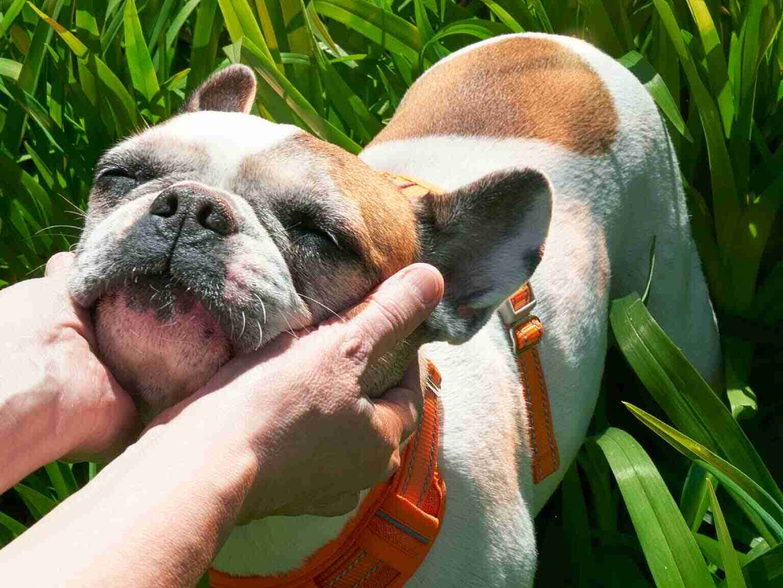 What is your pup telling you