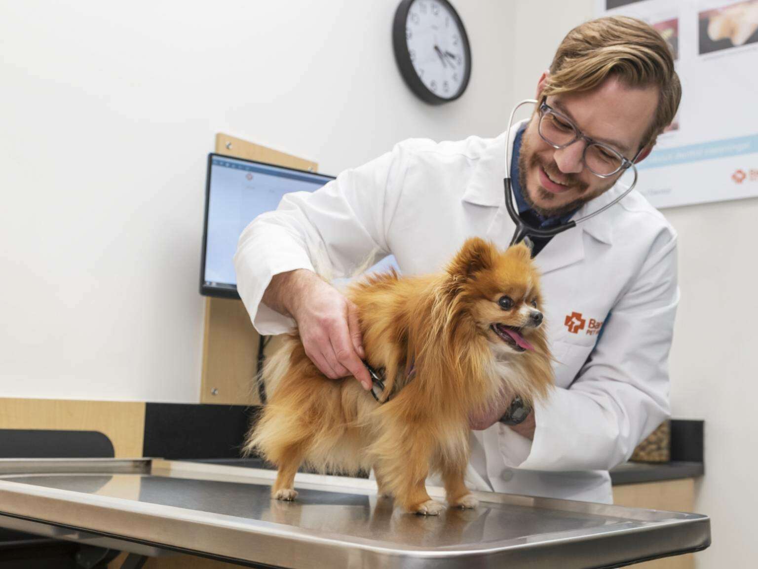A young male veterinarian examining a puppy at the Banfield Pet Hospital