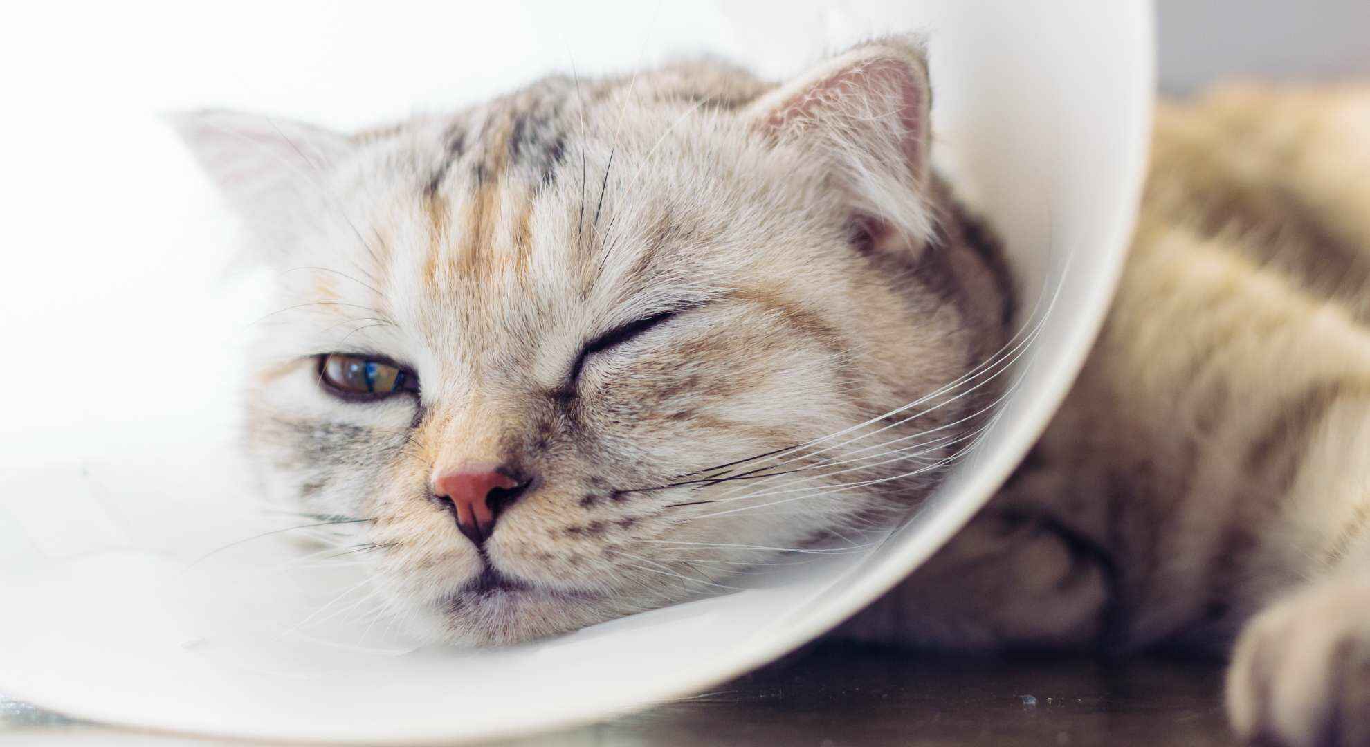 sad cat cone collar lying down