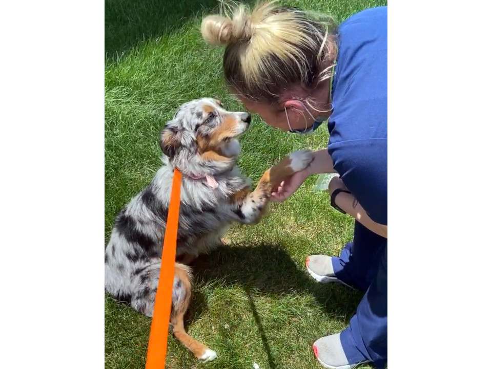 Kiwi the dog with an associate